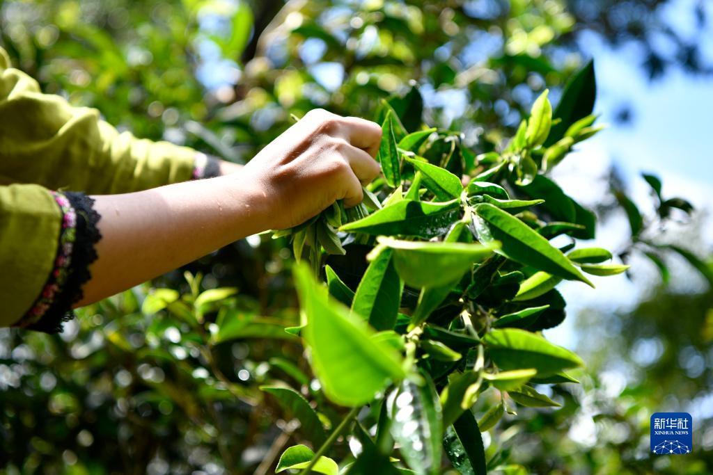 拉菲平台登录1